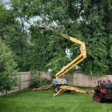Best Tree Cabling and Bracing  in Portage, WI