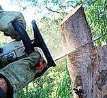 Best Tree Disease Treatment  in Portage, WI