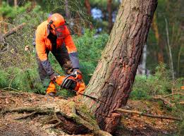 Best Lawn Renovation and Restoration  in Portage, WI