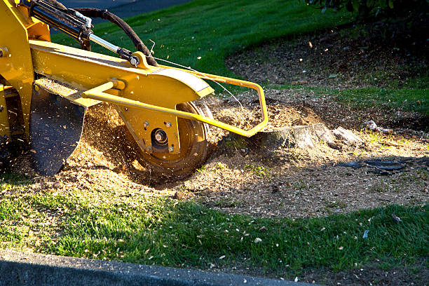 Best Lawn Watering Services  in Portage, WI