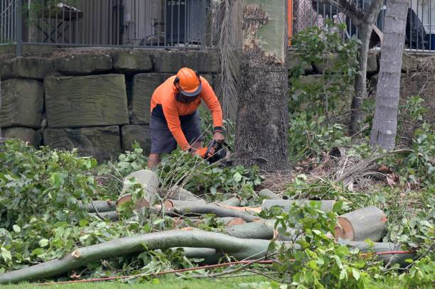 Best Tree Preservation Services  in Portage, WI