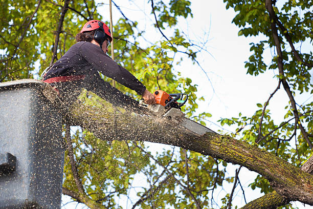 Best Tree Removal  in Portage, WI