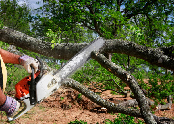 How Our Tree Care Process Works  in  Portage, WI